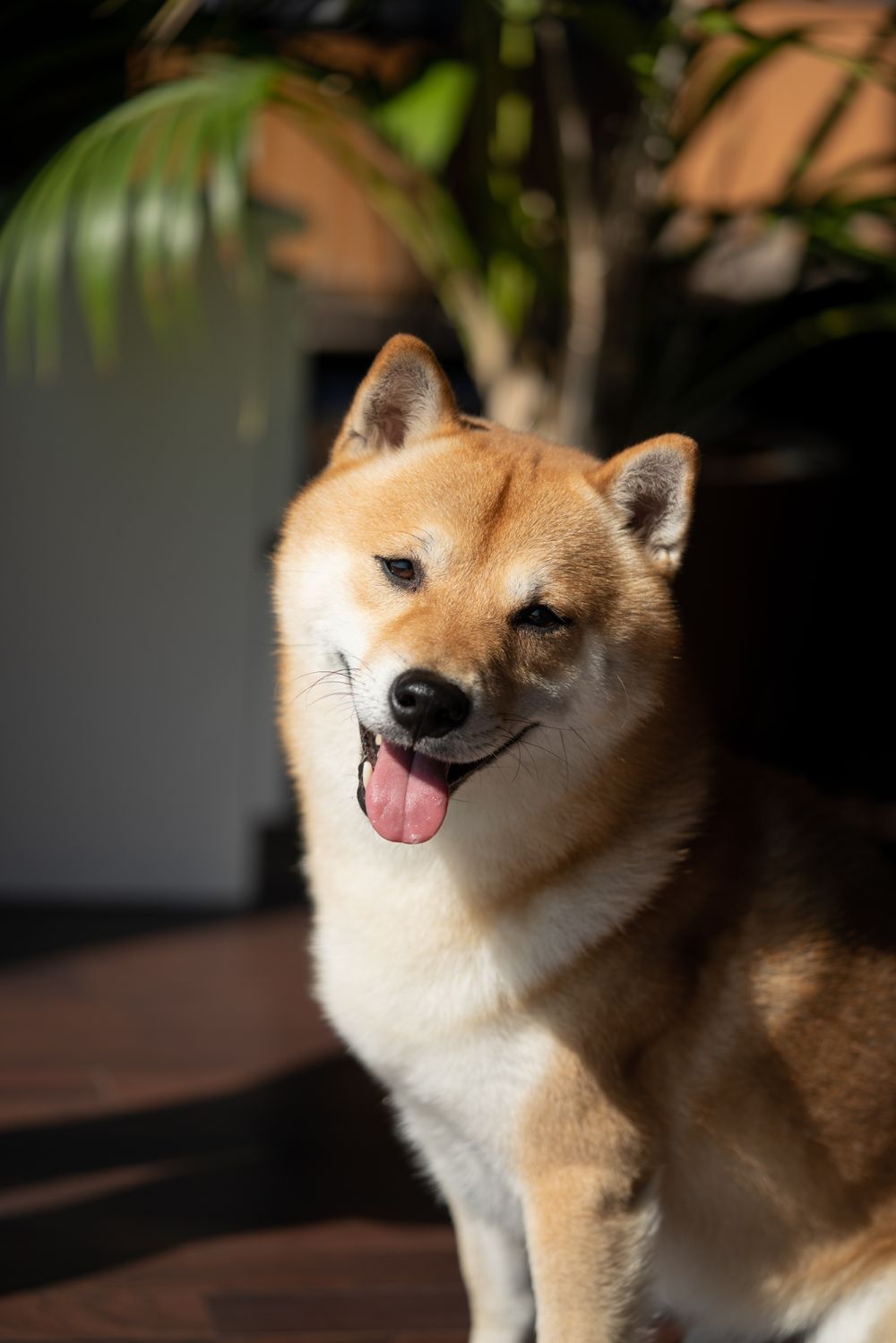 だいふく