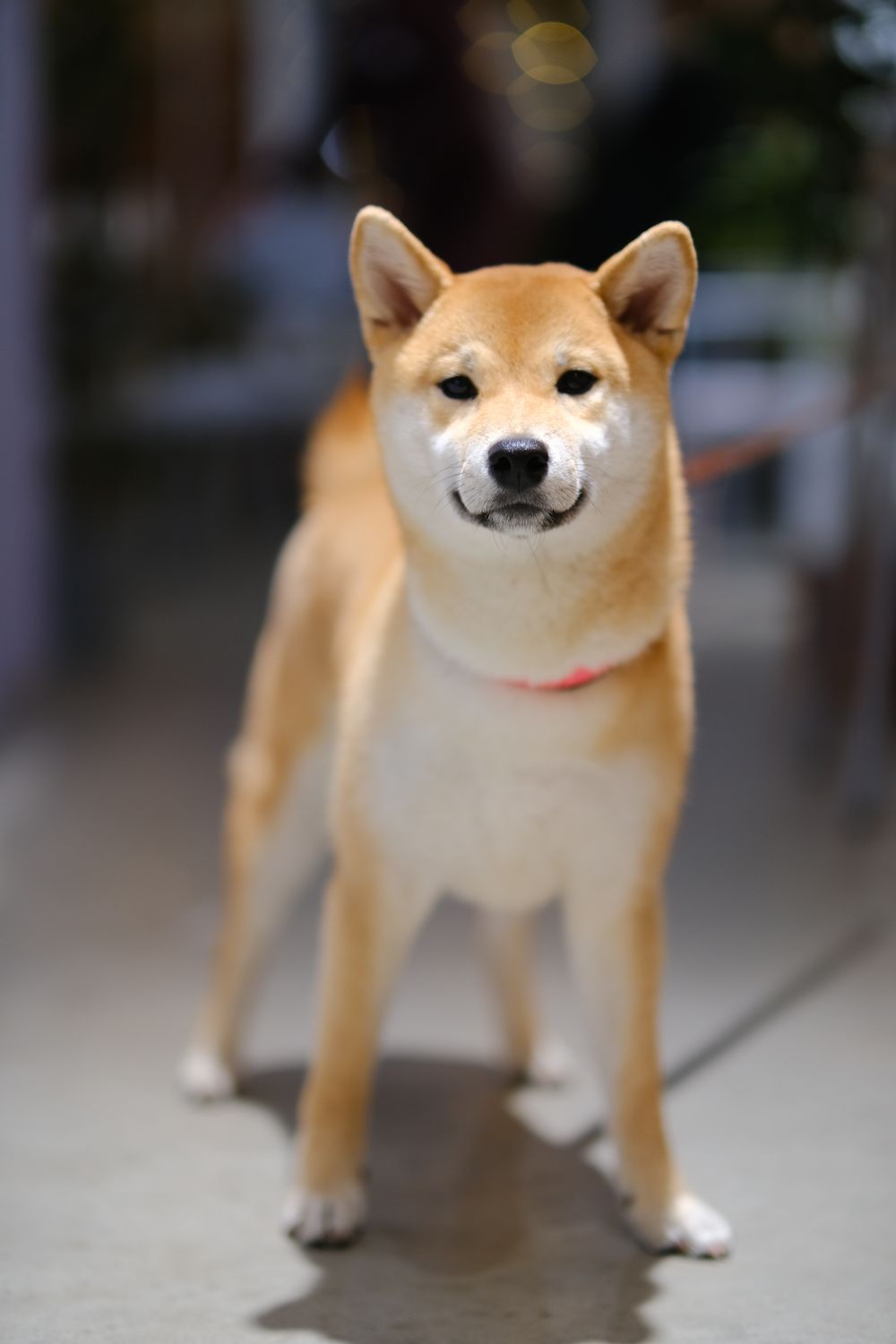 きなこ