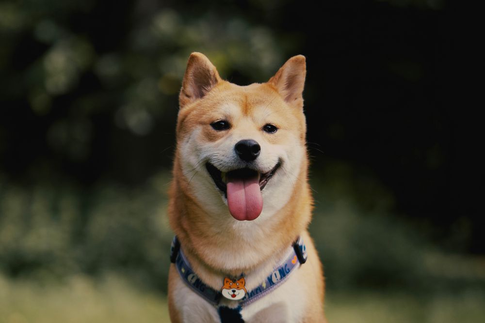 笑顔の柴犬